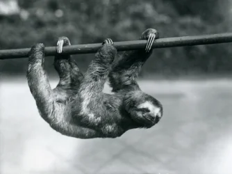 Een drietenige luiaard beweegt zich langzaam langs een paal in de dierentuin van Londen, ca. 1913
